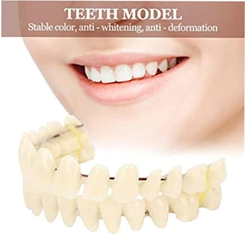 10 Комплекта Вставных на зъбите от полимерни зъбни протези - Обучение на Стоматологични модели за пациенти със загуба